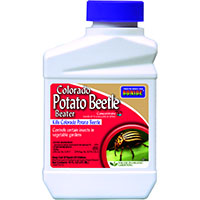 POTATO BEETLE 16oz CONC