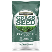 148437 KENTUCKY 31-PENKOTED