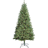 TREE DOUGLAS 7FT MULTI CUL