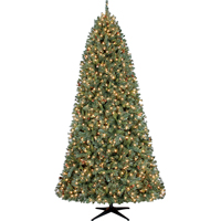 TREE BOXWOOD 7.5FT CLEAR CUL