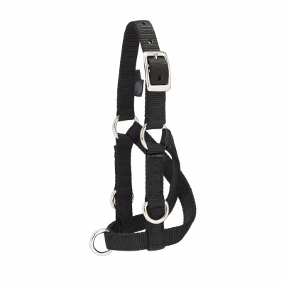 Sheep/Goat Train Halter