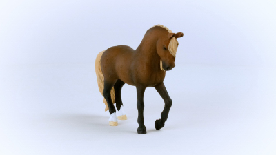 Paso Peruano Stallion