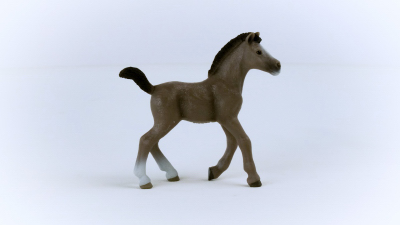 Cheval deSelle Foal