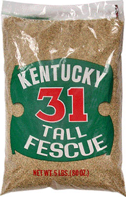 5# KY31 Grass Seed