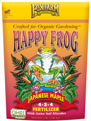 4lb Japanese Maple Happy Frog