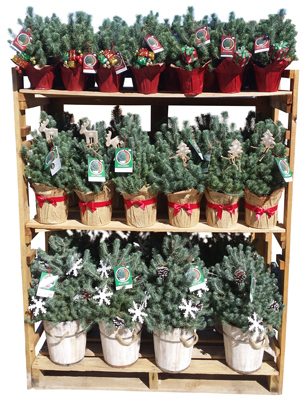 48PC Holiday Pine DSP