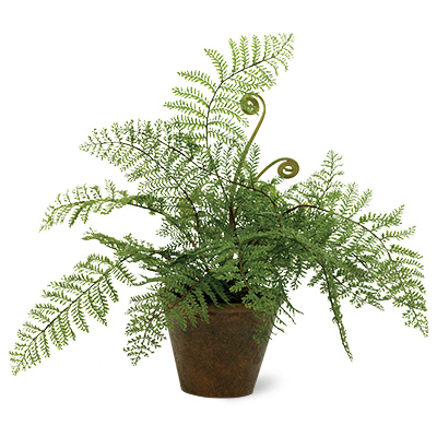 15" Aspidiaceae Fern