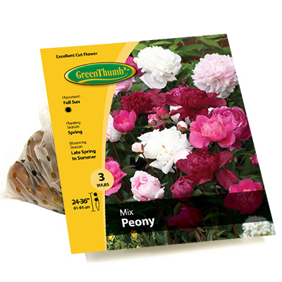 GT 3CT Peony Bulbs