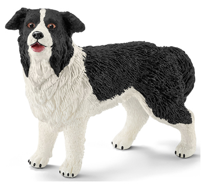 BLK/WHT Border Collie