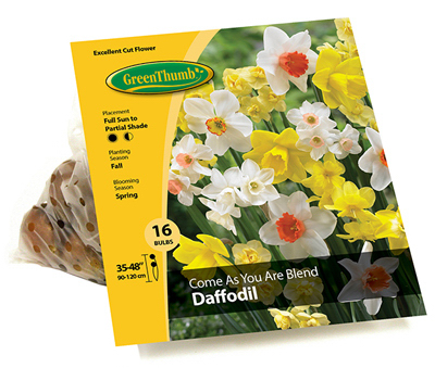 GT 16CT Daffodil Bulb