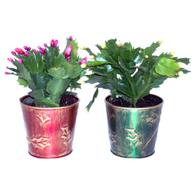 6" Zygo XMAS Cactus