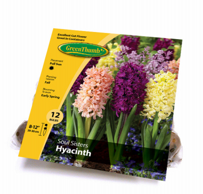 GT 12CT Hyc Soul Sister