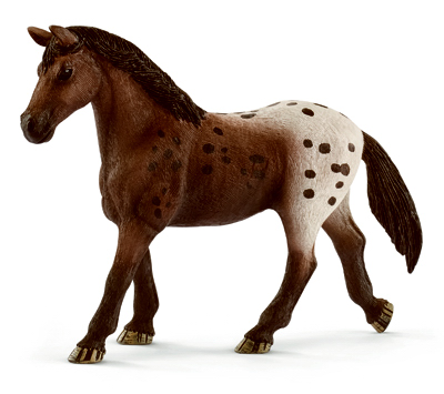 BRN Appaloosa Mare