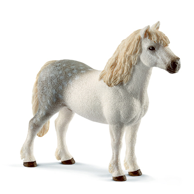 WHT Welsh Pony Stallion