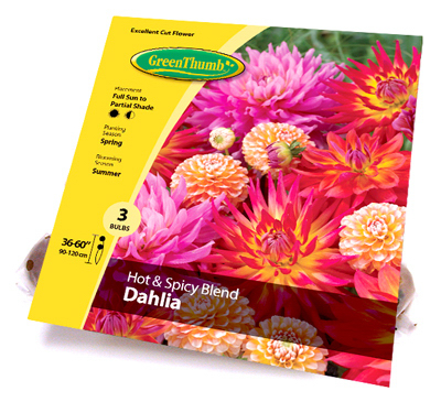 GT3CT Dah HotSpicy Bulb