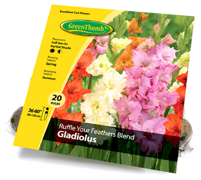 GT 20CT Gladiolus Bulb