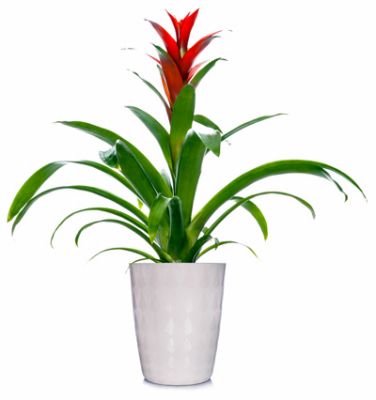 5" Bromeliad