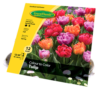 GT12CT Color Tulip Bulb