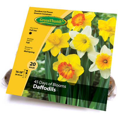 GT 20CT Daffodil Bulbs