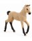 Hannoverian Foal