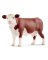 BRN Hereford Cow