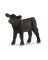 BLK Angus Calf