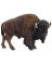 BRN American Bison