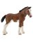 BRN Clydesdale Foal