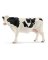 BLK/WHT Holstein Cow