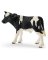 BLK/WHT Holstein Calf