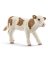 Schleich-S 13802 Calf, 3 to 8 years, Simmental Calf, Plastic