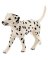 BLK/WHT Male Dalmatian