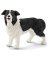 BLK/WHT Border Collie