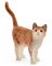 Schleich-S 13836 Figurine, 3 to 8 years, Cat, Plastic