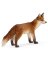 RED Fox