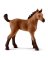 BRN Quarter Horse Foal