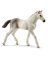 WHT Holsteiner Foal