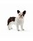 WHT French Bulldog