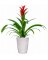 5" Bromeliad