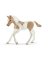 Tan/WHT Paint Foal