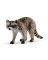 GRY/BLK/WHT Raccoon 14828