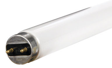 BULB LFL T8 28W 48"  CW