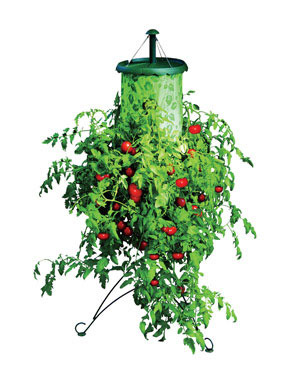 TOPSY TURVY TOMATO TREE