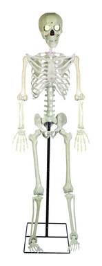 LIFE SIZE SKELETON W MIC