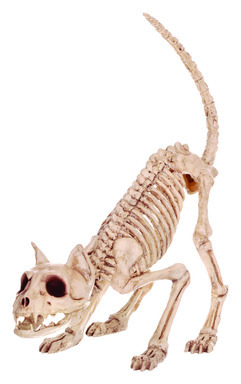 SKELETON KITTY BONEZ