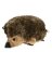 Dog Toy Hedgehog Plush