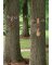 FOREST FACE ASST 6PC
