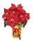 16" RED POINSETTIA