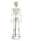 LIFE SIZE SKELETON W MIC