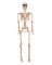 POSEABLE SKELETON 36"